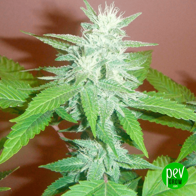 Gorilla Auto Spain Seeds